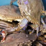 blue crabs sweet auburn curbside market blue crabs sweet auburn curbside market