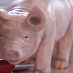 sweet-auburn-market-pigblogher-food-29 Pig