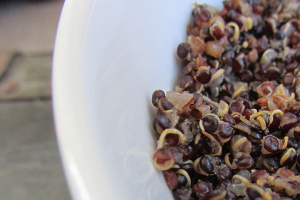 Black Quinoa Black Quinoa