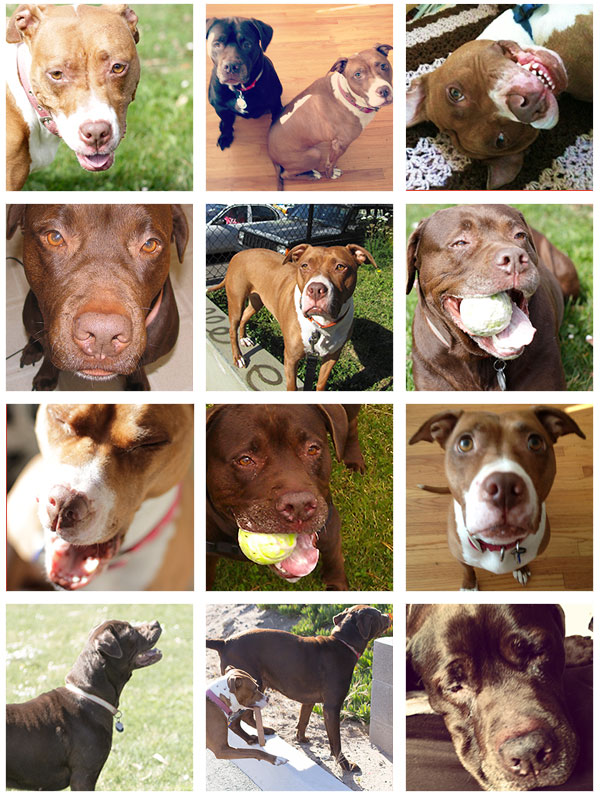 dogs